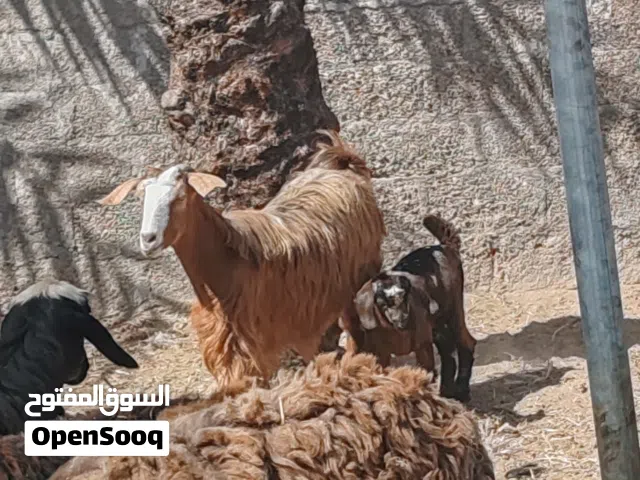 شاه وبنتها للبيع