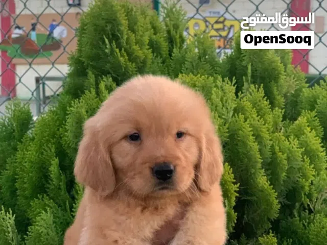 Available now  Golden Retriever Puppies  For  information   goldenretrieverlovers