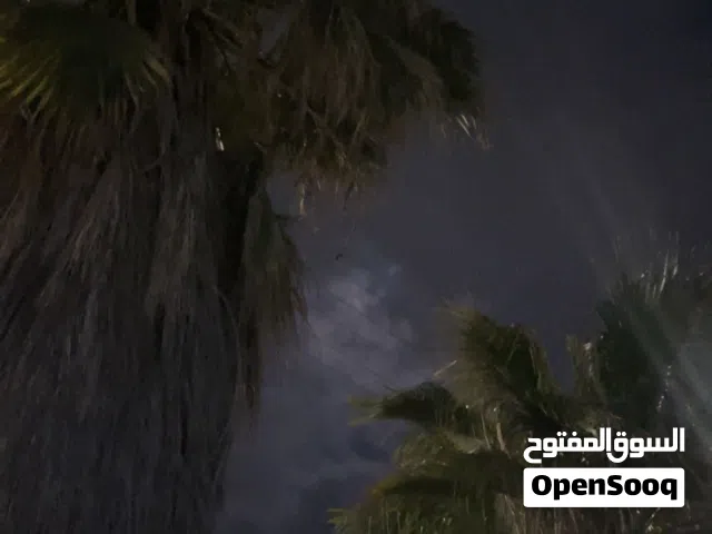 النخيل لا يقل طوله عن 3 متر