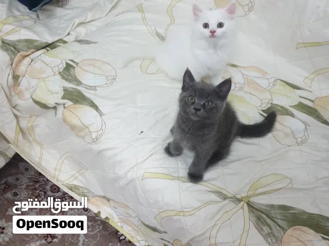 cute kittens for sale