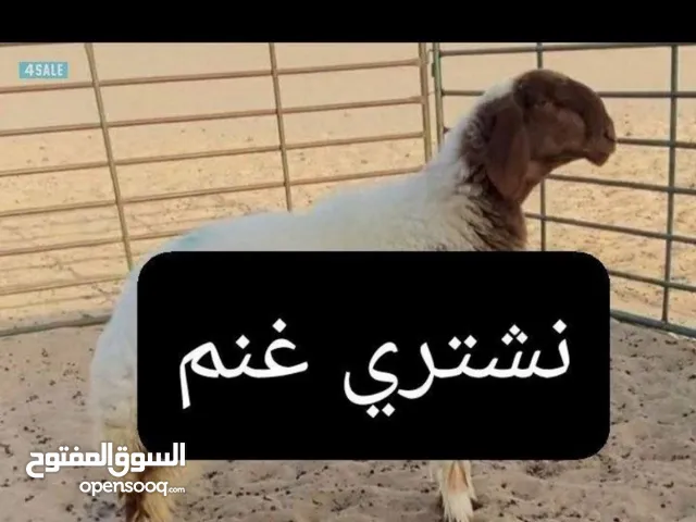 نشتري غنم ومعزا والدفع كاش