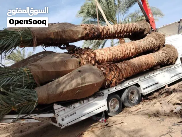 جميع انواع النخل المثمر والزينة