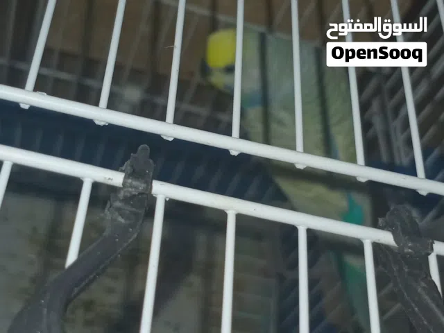 مناح بفضل الله كوبيا بقلينو يلوفيس حاملة ل رينبو  وااسعر ممتاز