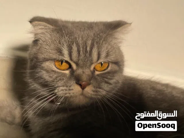 سكوتش فولد للبيع