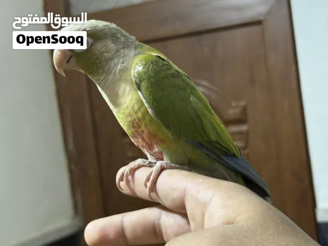 كنيور أليف جدا جدا مع كوكتيل