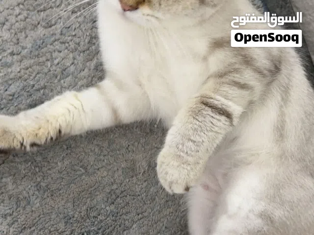 قط سكوتش فولد مهجن الاب سكوتش فولد والام بريتيش عمره 14 شهر حجمه جميل جدا ومعه جميع اغراضه