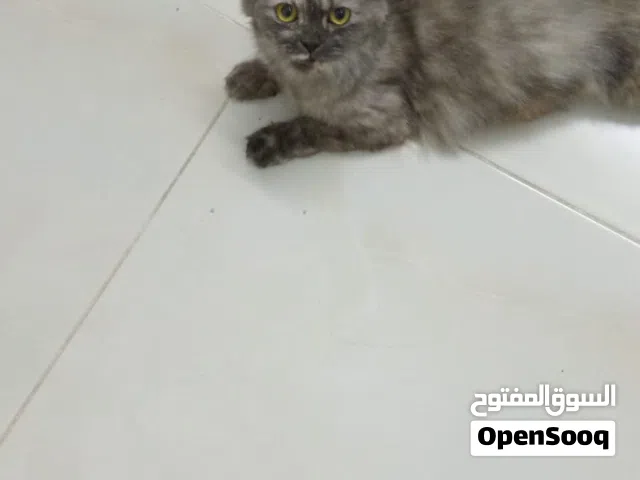 قطه شيرازيه مجانا