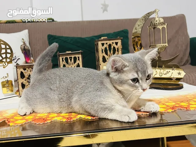 قط ذكر بريطاني قصير الشعر لون القط بني فاتح