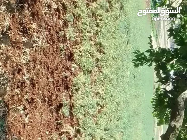 حمص اخضر مكسيكي