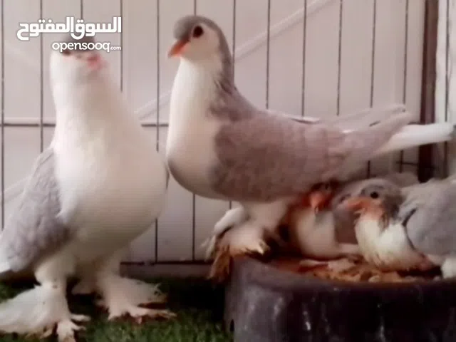 زوج بطريق  بفروخه