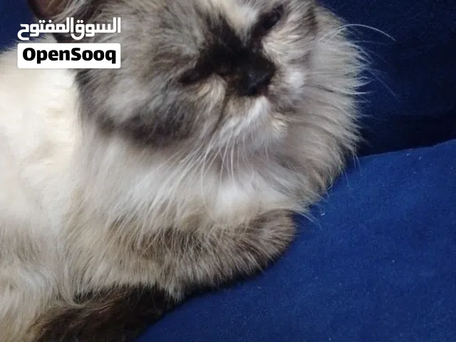 قطه هملايا للبيع المستعجل