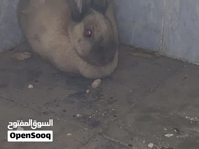 جوز ارانب للبيع في المفرق