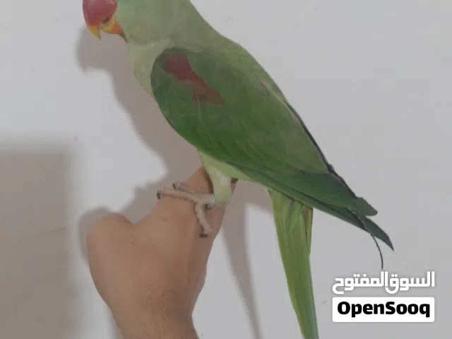 دره نيبالي اليف للبيع