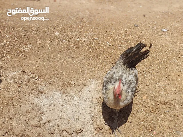 ديك دجاج فيومي للبيع بسعر حلو