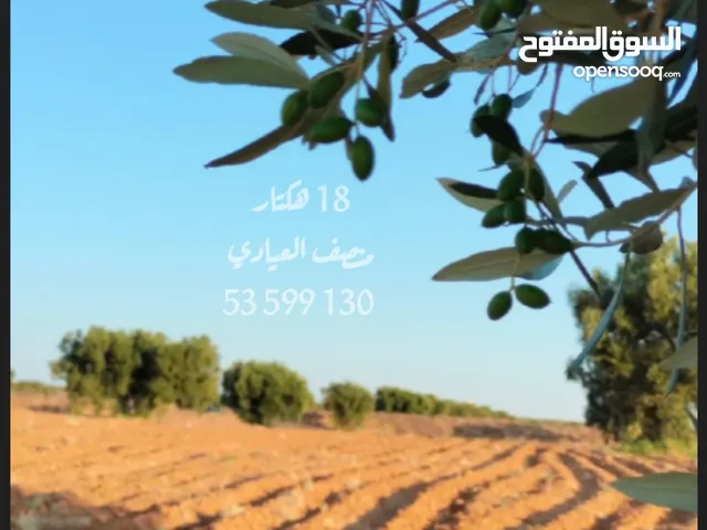 أرض فلاحية صفاقس 19 هكتار زيتون شملالي كبير و مثمر