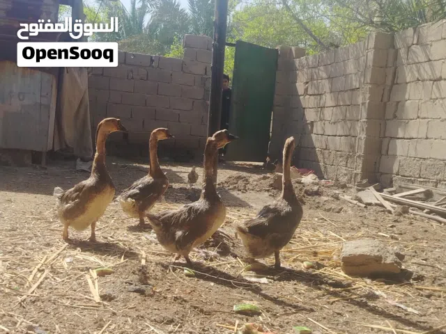 وز بلغاري للبيع