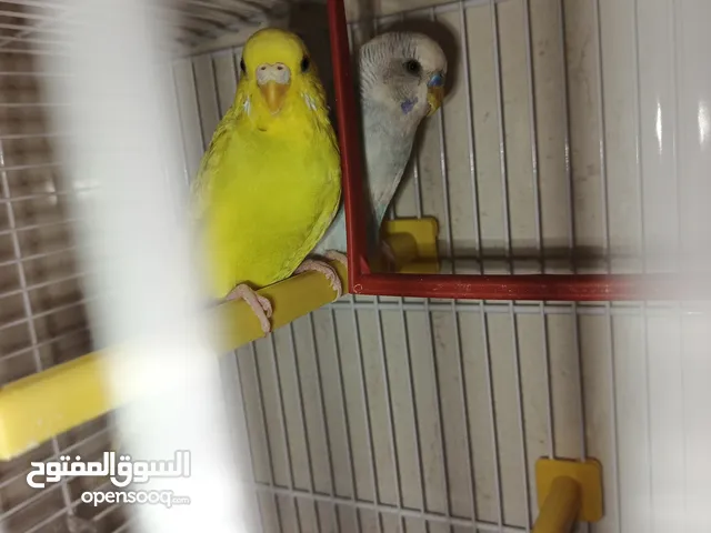 جوز حب مرتبات مع قفص أجنبي وآكل أجنبي وكوخ