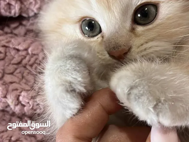بريتش ريد اطراف قصيره لون اشقر شعر طويل وهمالايا تشوكلت بلو بوينت شعر طويل العمر شهرين ونص
