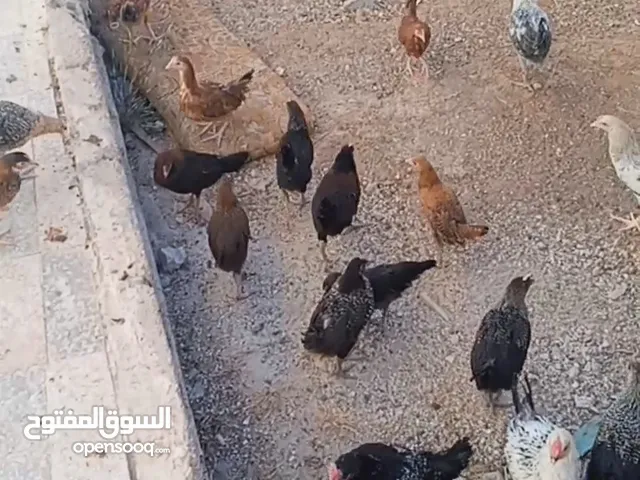 فرخات عمر3/4/5 عدد130ماشاء الله عليهن اللكوم علي 3.75 الحبه 4