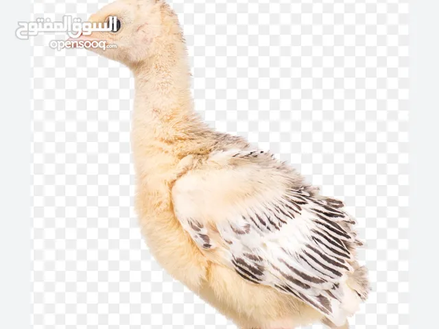 فروخ ديك رومي