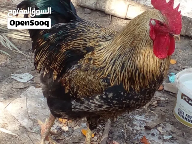 ديج للبيع العمر 9أشهر مكاني الراشديه  اب20 ألف