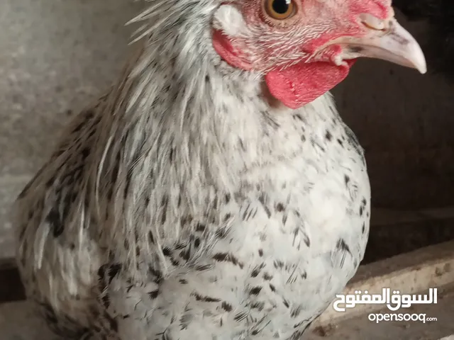 فرخات بلدي فيومي