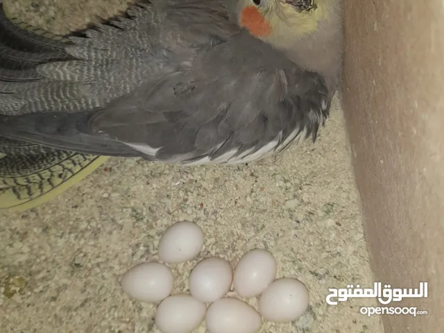 للبيع طيور كوكتيل مميزة مع أقفاص - أنثى منتجة و زوج منتج مكفول و فراخ بصحة ممتازة