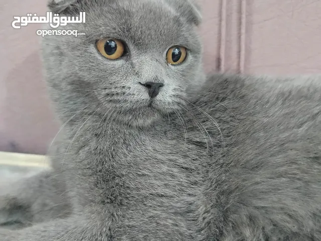 للبيع قطه