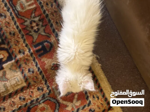 قطه شيرازي تبي تنظيف خفيف و بصحه جيده