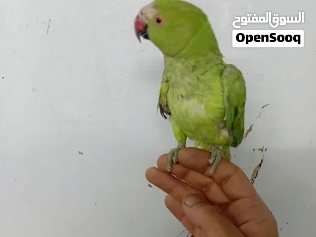 درة للبيع او للبدل
