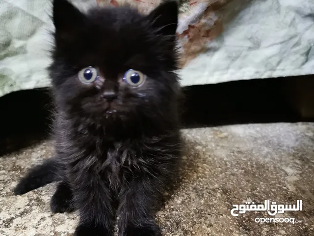 انثى شيرازيه