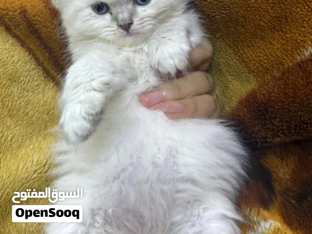قطه شيرازي