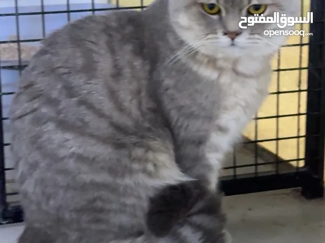 قط ذكر سكوتش