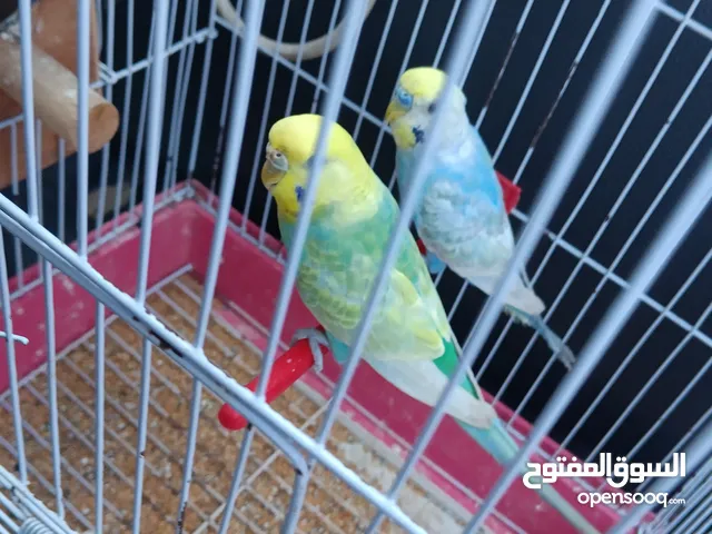 سعر حرق رينبو