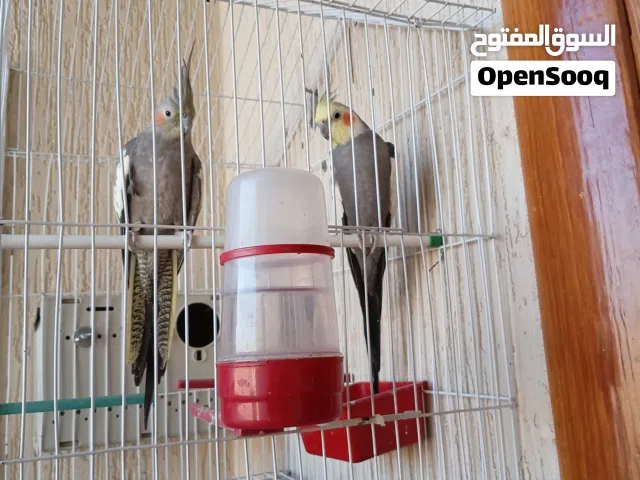 السلام عليكم اقرأ الوصف