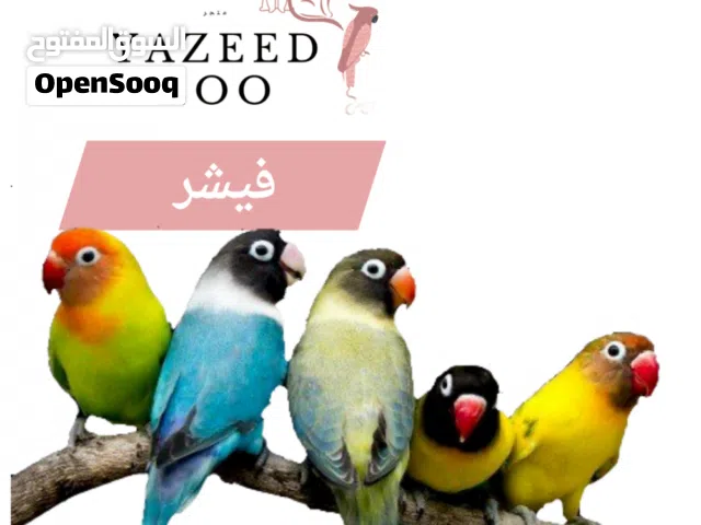 مطلوب كوبيه فيشر