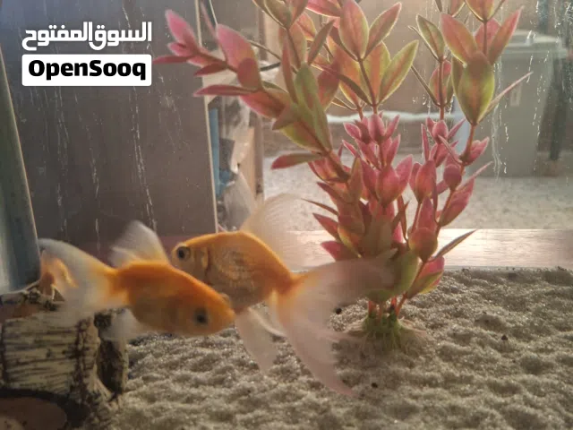 gold fishes