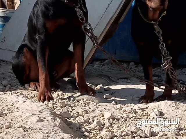 روت وايلر متاح انثى 3 سنوات و جرو ذكر 3 شهور