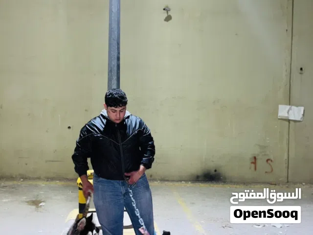 كلب هاسكي شعر كثيف بيتبول بلاك صدر ابيض نخب