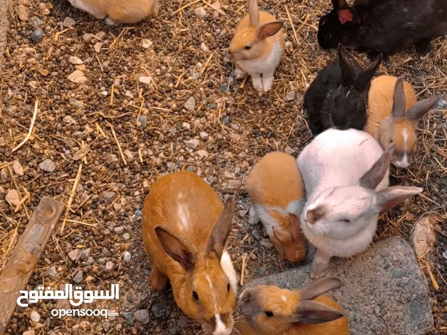 أرانب للبيع عمانيات
