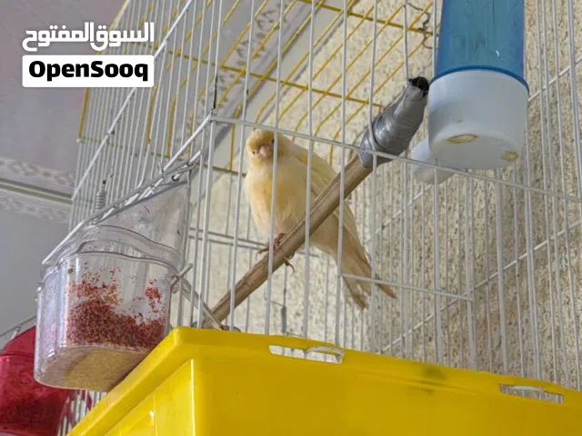 زوج كناري امايات