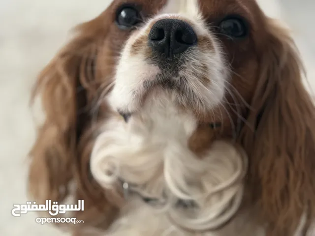 Sweet King Charles Spaniel is looking for a friendly loving home!