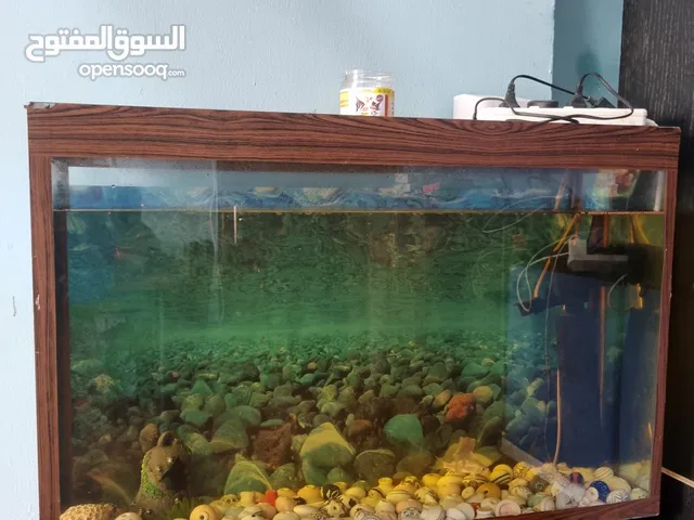 High quality Vintage Aquarium available with 2 fishes