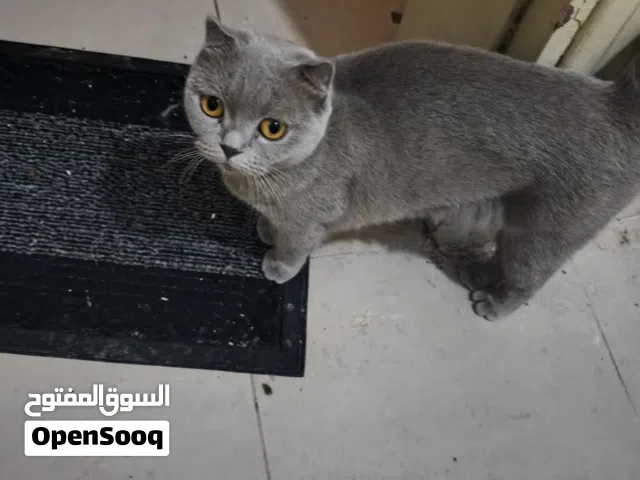 لمحبي الفخامه