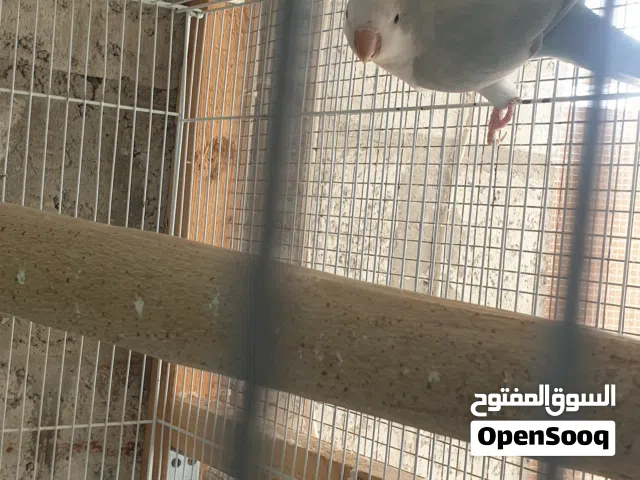 للبيع زوجين كويكر