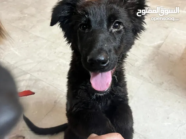 نثية جيرمن بلاك رويال