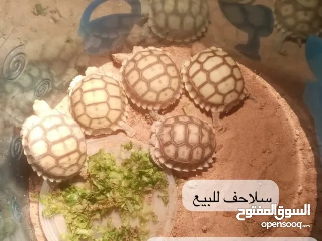 سلاحف