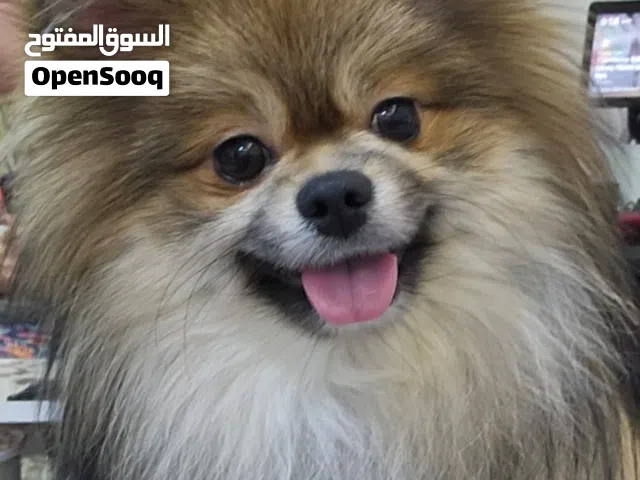 ذكر بوميرينيان تي كب