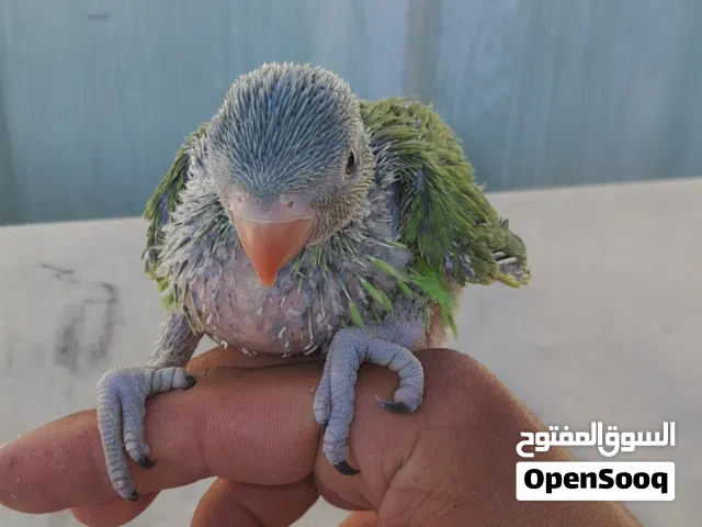 فرخ درة هندي جامبو جاهز للزق اليدوي