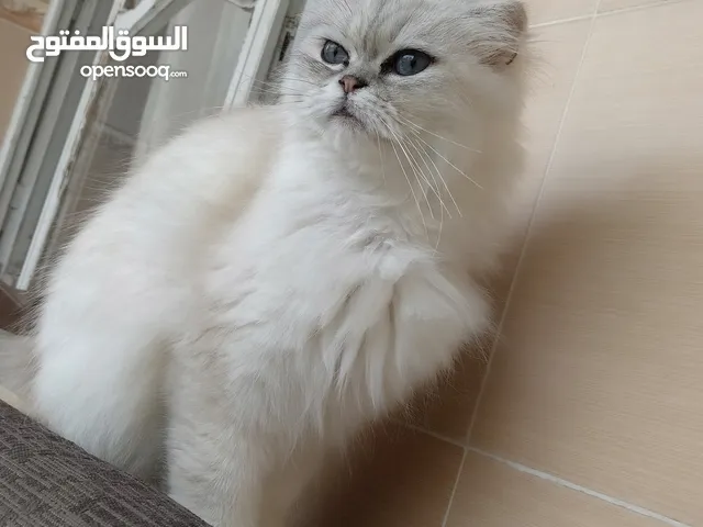 قطط ذكور و اناث للبيع و التواصل على رقم الهاتف يلي معتمد و الاسعار بنور الله
